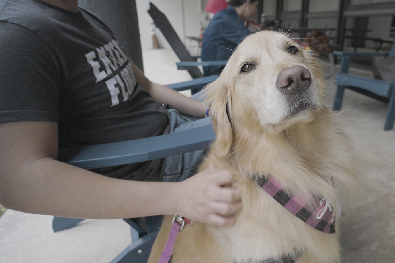 A man in a Eastern Florida State College shirt petting a Golden retriever.