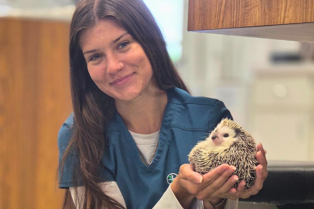 Young woman in teal veterinary program scrubs holds a hedgehog indoors near a reception desk and wood-paneled wall.