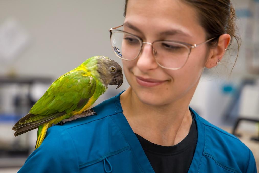 Veterinary program student in teal scrubs looks at a green-and-yellow parrot perched on a shoulder during an animal care lab session.