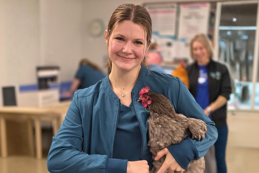 Person in teal veterinary program scrubs holds a gray chicken indoors during an animal care training session while others work in the background.