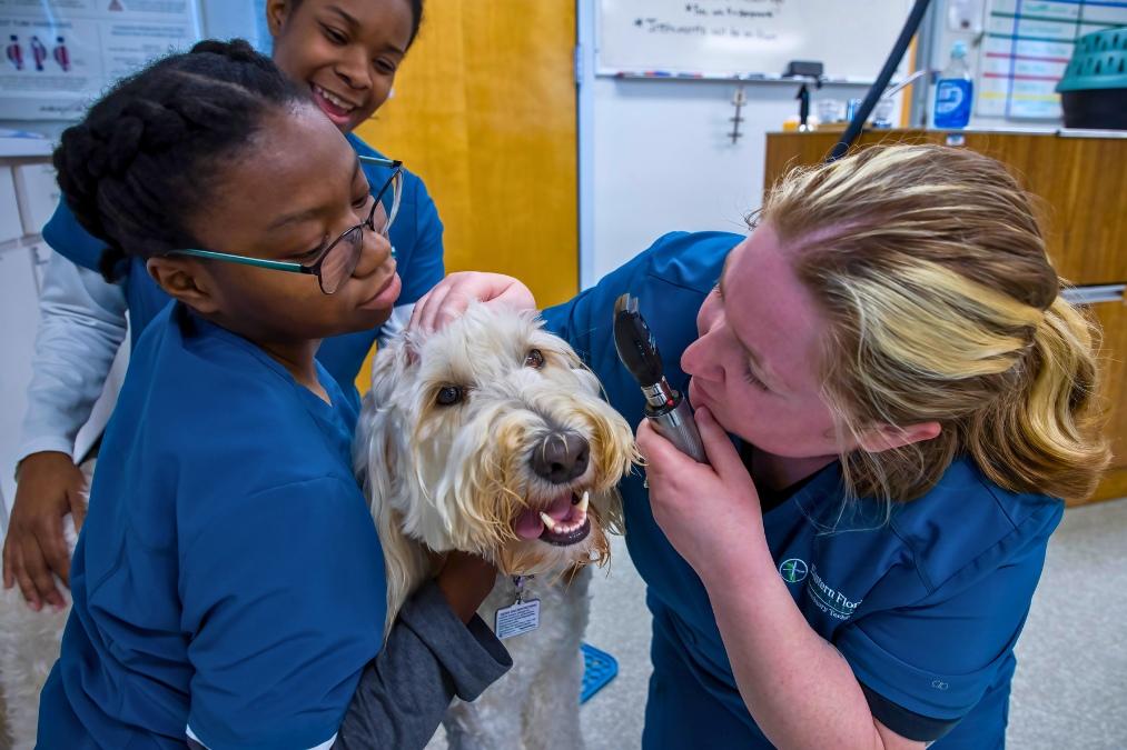 Two veterinary program students in teal scrubs examine a white dog during a clinical training session while another student observes in the background. One student uses an otoscope to check the dog’s ear.
