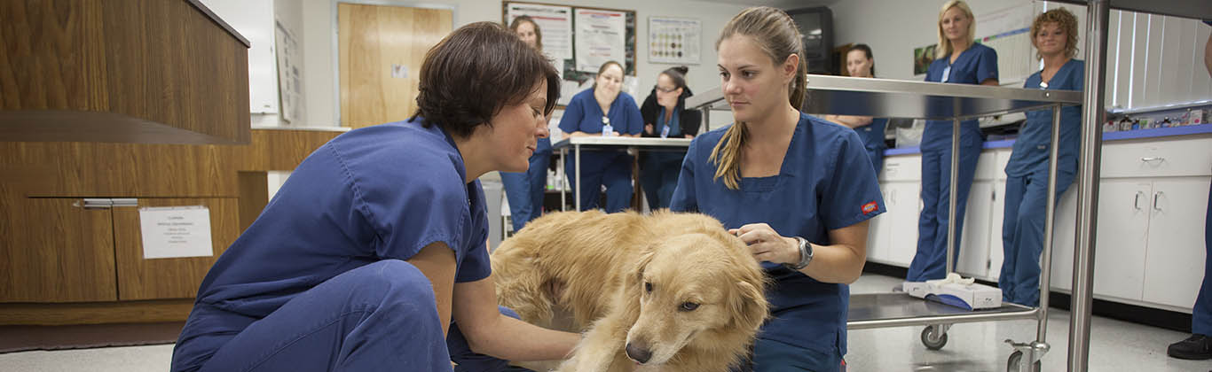 Veterinary student with professor and dog in class