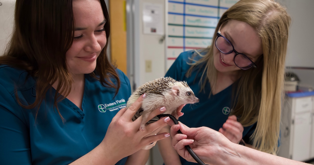 Two vet tech students in blue scrubs hold a hedgehog during an examination