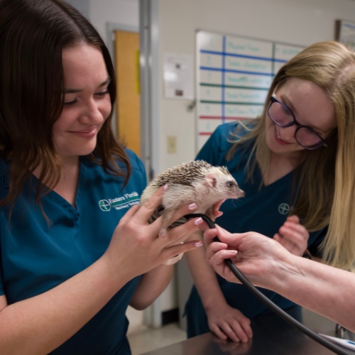 Two vet tech students in blue scrubs hold a hedgehog during an examination